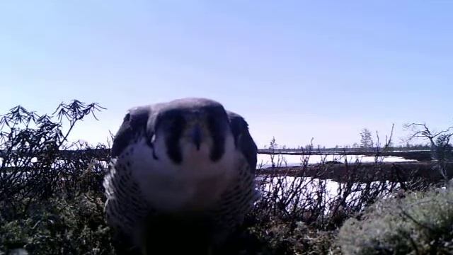 Гнездование. Сокол-сапсан (Falco peregrines). Природный парк "Нумто" 2017 год смотреть онлайн