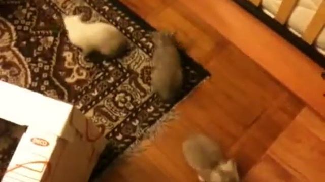 Шотландская вислоухая смотреть онлайн