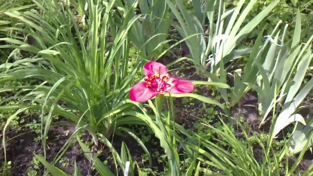 Тигридия / Tigridia