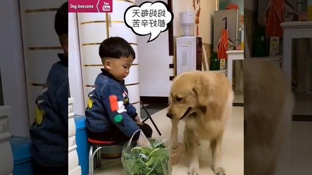 Child leaves his food to golden retriever?Funny dog hates smelly socks? смотреть онлайн