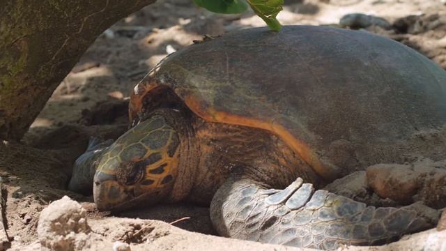 Cousin Island: A Conservation Success Story смотреть онлайн