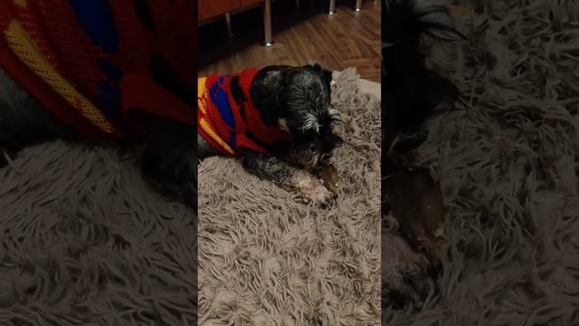 Занят важным делом 😍😍😍 #цвергшнауцер #собакен #собака #собаки #puppy #флинт смотреть онлайн