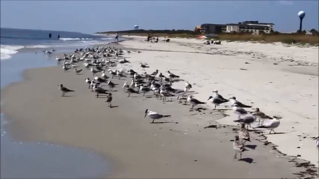 ✬✬✬ Остров Джекилл/Jekyll Island