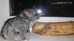Как растут шиншиллы