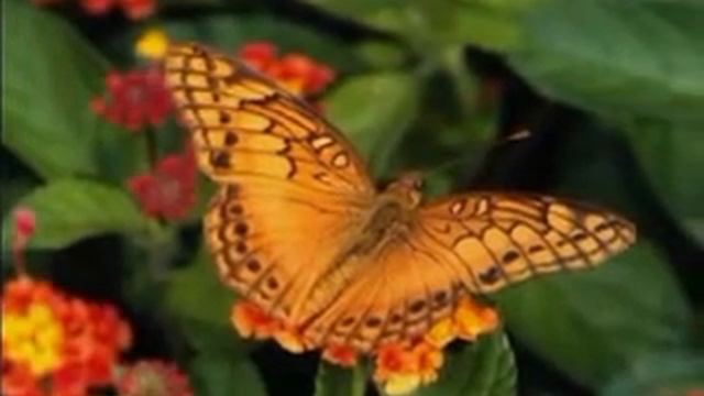 Д  Ласт  Одинокий пастух