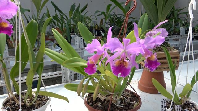 Цветение октябрь  2022 Cattleya Fulvescens, Cattleya Peetersii , Cattleya Fabia,Blc. Cruzeiro Do Su