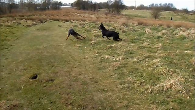 Doberman Plays With Doberman