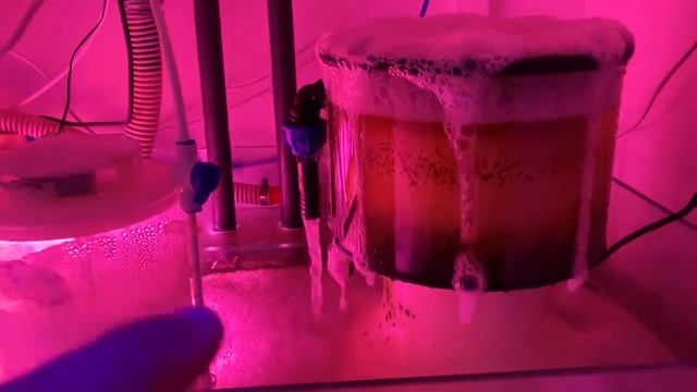 Морской аквариум 1000л+200л самп. Буйство пенника (флотатора, скиммера). смотреть онлайн