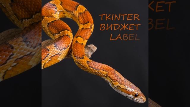 TKinter, работа со свойствами, виджет Label - Python / it-guru.kz смотреть онлайн
