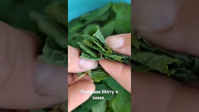 #мята #совет #готовим #мятнаяжизнь #сушиммяту #назиму #мятныедела #дача #садоводы #сад смотреть онлайн