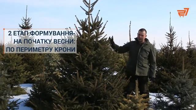 Формирование ели