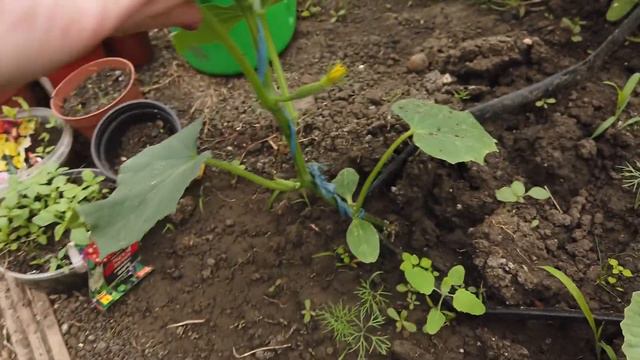 Моя теплица в начале мая 2022 смотреть онлайн