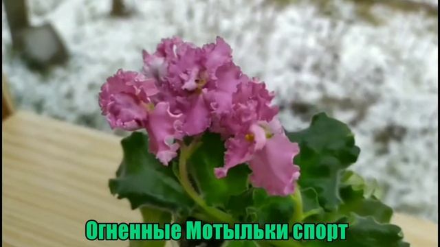 33 СОРТА ФИАЛОК С НАЗВАНИЯМИ. смотреть онлайн