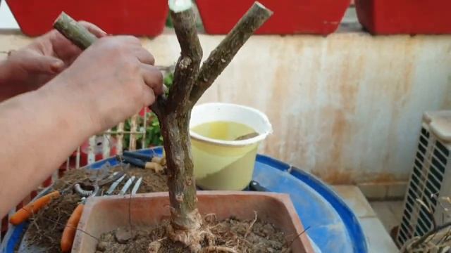 Making A Champa / Plumeria Bonsai || Fun Gardening смотреть онлайн