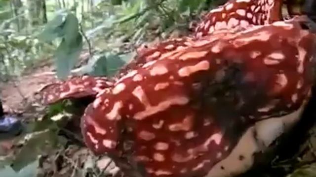 Раффлезия Арнольди самый большой цветок планеты смотреть онлайн