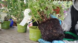 ГОРТЕНЗИЯ СБЕЖАВШАЯ НЕВЕСТА ,. ПЕРЕСАЖИВАЮ В БОЛЬШИЙ ОБЪЕМ ? ?