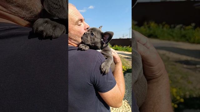 Мальчик с бездонными голубыми глазами. #dog #puppy #французскийбульдог смотреть онлайн