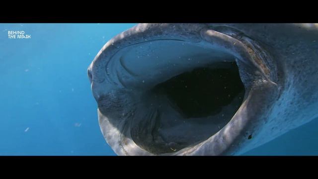 Little Man swimming with Whale Sharks смотреть онлайн