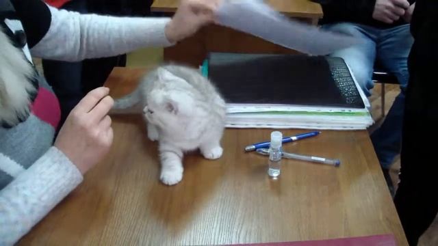 Регистрация питомника кошек в системе PCA смотреть онлайн