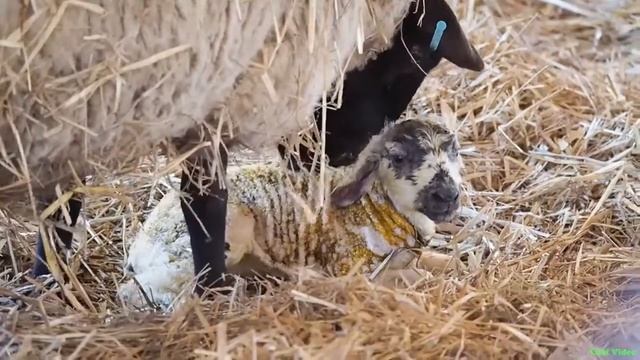 Новорожденный ягнёнок пытается встать смотреть онлайн