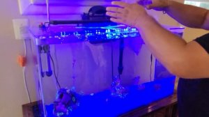 Запускаю новых рыбок в аквариум | Акриловый аквариум!