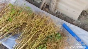 Как мы собираем семена КИНЗЫ и УКРОПА