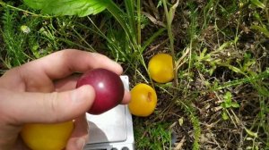 алыча Злато скифов и Путешественница