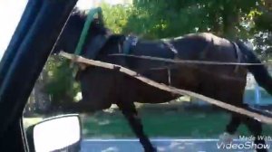 Цыганские лошади 17.09.2016