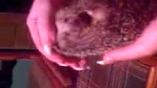 ёжик :-) смотреть онлайн