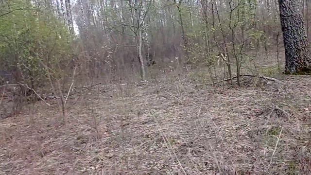1 мая отдала голос одна из выжловок, 5 мес16 дней