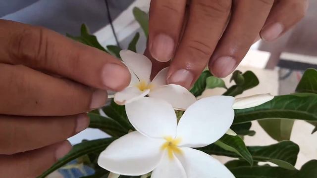 care of plumeria pudica plant|नागचम्पा के प्लान्ट की केयर व फर्टिलाइजर्स смотреть онлайн