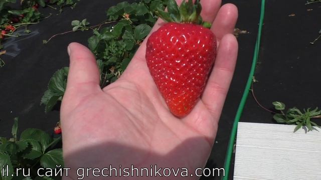 МАЛЬГА ремонтантный сорт клубники смотреть онлайн