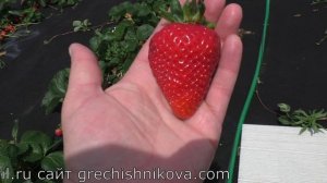 МАЛЬГА ремонтантный сорт клубники