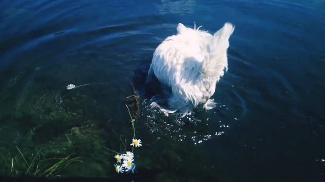 Водяная собака Вики смотреть онлайн
