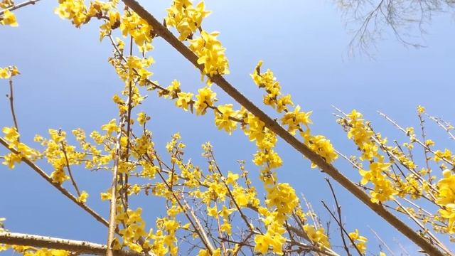 BLUMEN смотреть онлайн