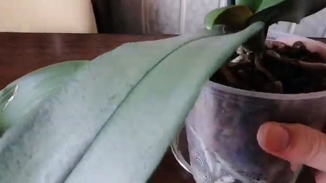 Что делать с орхидеей после покупки. Нужно ли сразу пересаживать её? Полив не пересаженной орхидеи. смотреть онлайн