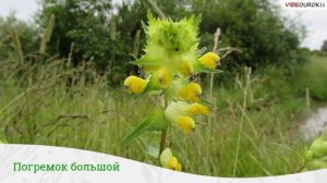 30  Развитие и смена растительных сообществ