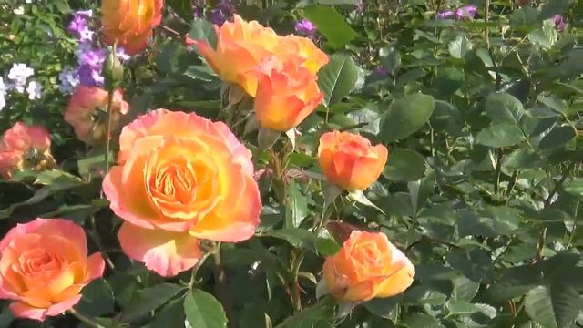 РОЗЫ-ФЛОРИБУНДЫ, от желтого до оранжевого,в моем саду.2021год. смотреть онлайн