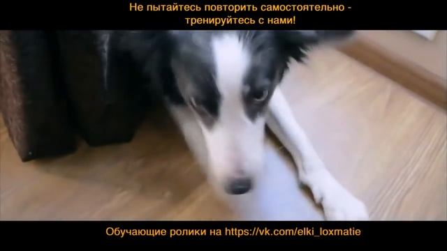 Пес-актер / Удивительные трюки собаки Пирата для комедии «Ёлки лохматые» смотреть онлайн