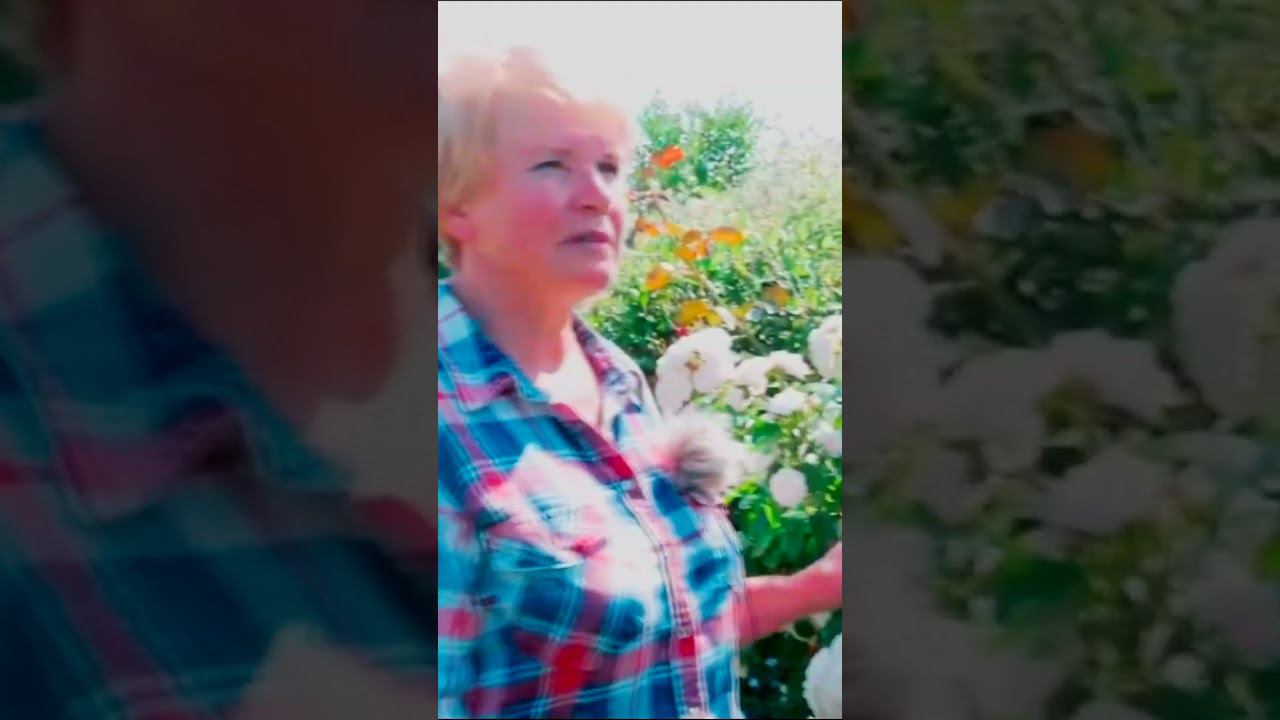 розы шрабы 1 смотреть онлайн