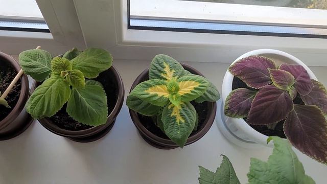 Фикус, колеус, абутилон смотреть онлайн