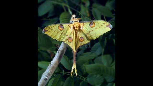 "Вживую" - О жизни не под"Фанеру", две новых лирических песни. смотреть онлайн