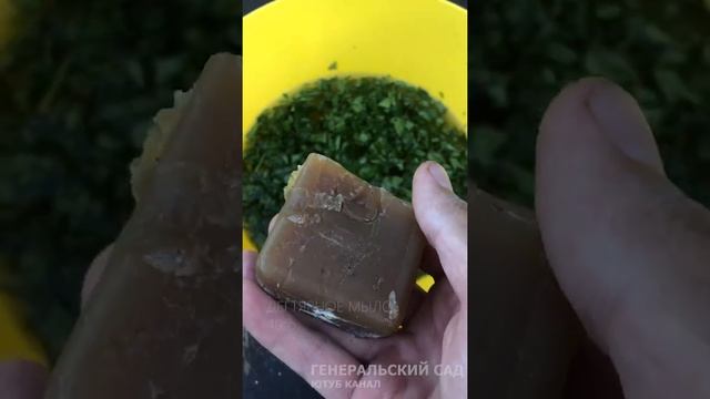 Не Выбрасывайте Пасынки Томатов! Супер Средство от ТЛИ, МУРАВЬЕВ, БЕЛОКРЫЛКИ и не только! смотреть онлайн