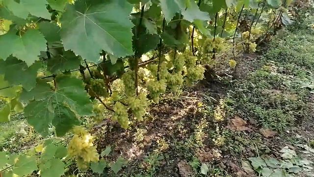 Весёлые пальцы, Полонез-50 и рядом растущий виноград на 26.08. 2021год смотреть онлайн