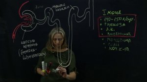 Строение нефрона. Образование первичной и вторичной мочи