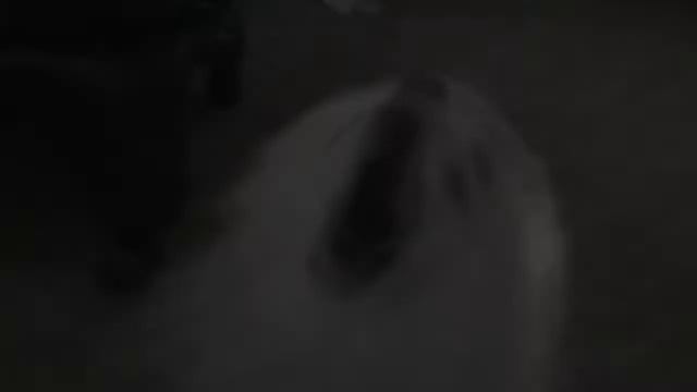 Gabe The Dog   Rainbow Tylenol