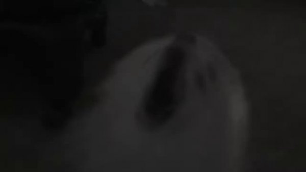 Gabe the dog Rainbow Tylenol