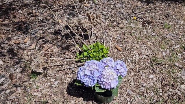 Building a Hydrangea Garden - Don't Make this Mistake with Hydrangeas - Hydrangea Care смотреть онлайн