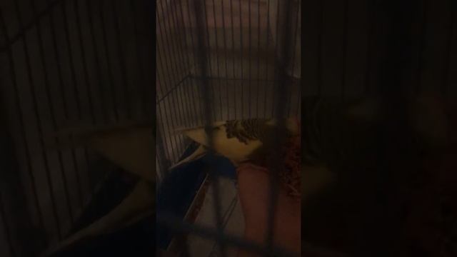 Как приучить попугая к руке смотреть онлайн