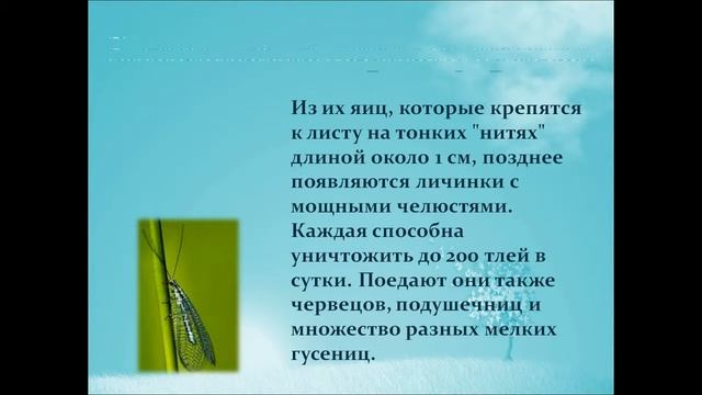 Презентация Насекомые санитары садов и огородов смотреть онлайн